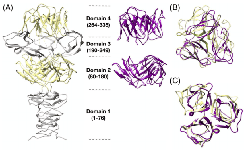 Protein oligomer structure prediction using GALAXY in CASP14
